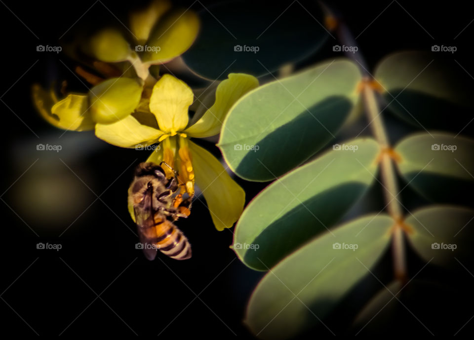 Honey bee trying to collect it