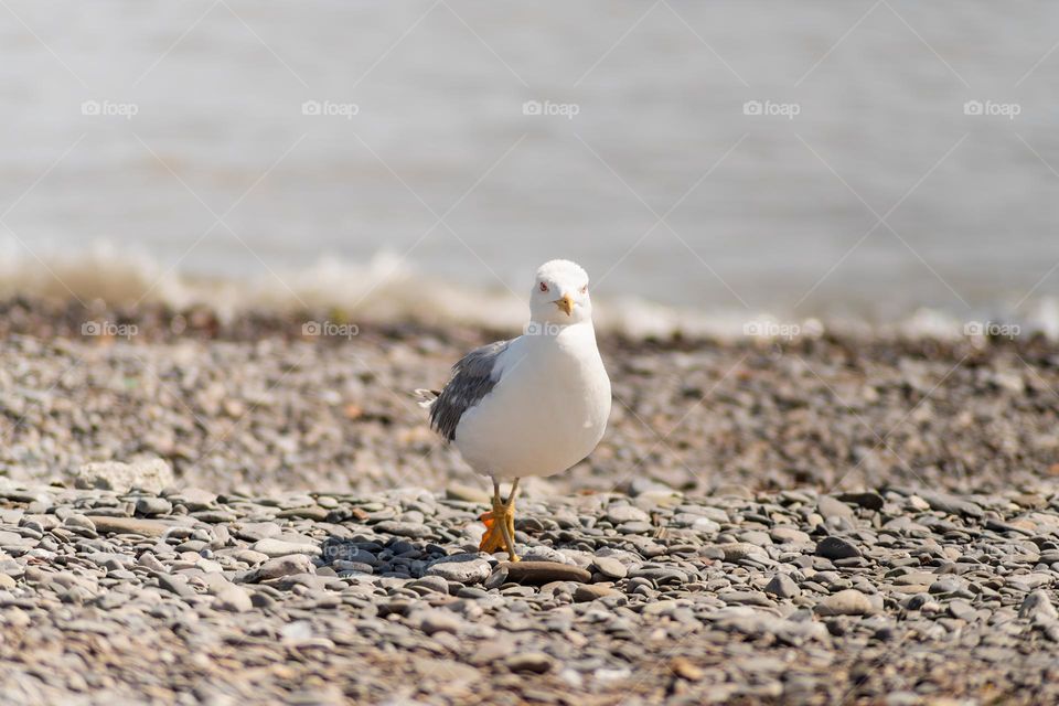 bird on a beach