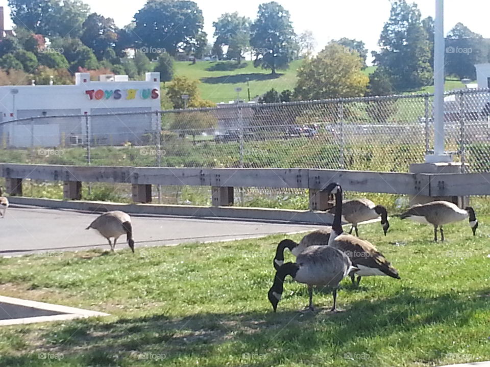 Canadian Geese. Geese in the parking lot