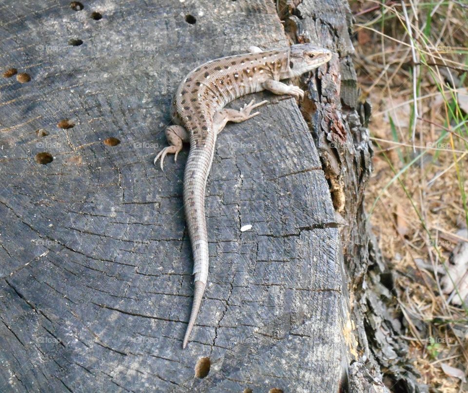 Reptile, Lizard, Nature, No Person, Wildlife