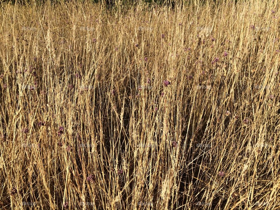 Fields of gold