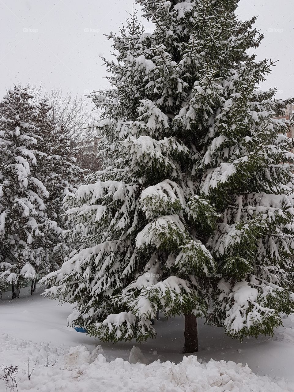 snow winter trees