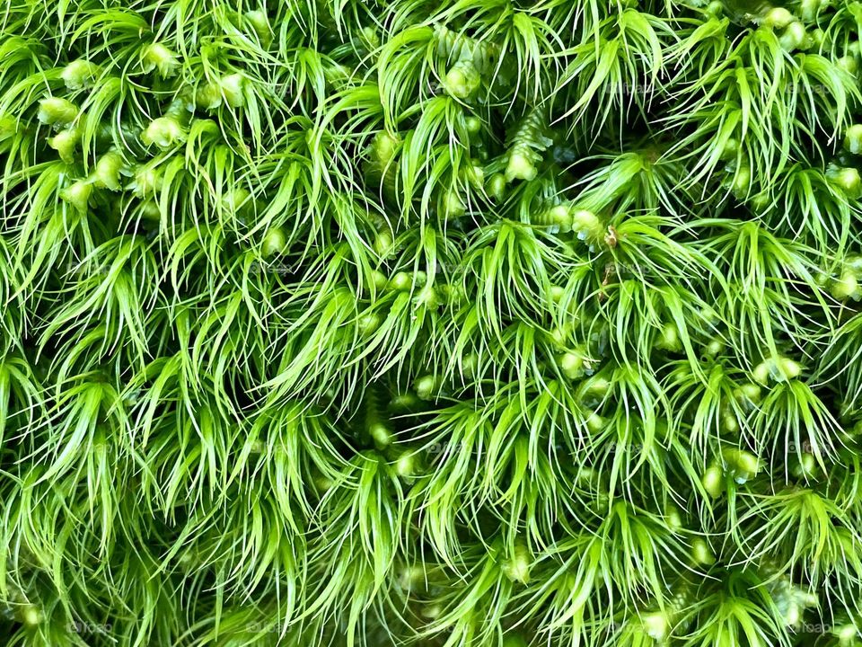 Close up of a bright green moss