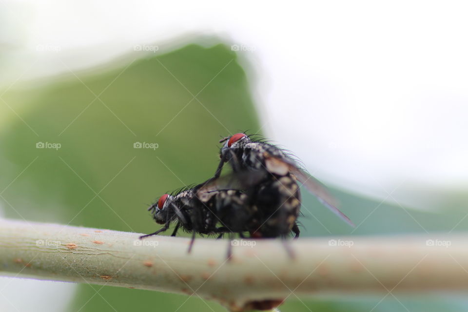 flies caught on action
