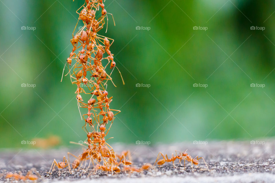 Red ants are a classic example of nature showing us how we can overcome our individual limitations by working together and supporting each other.
