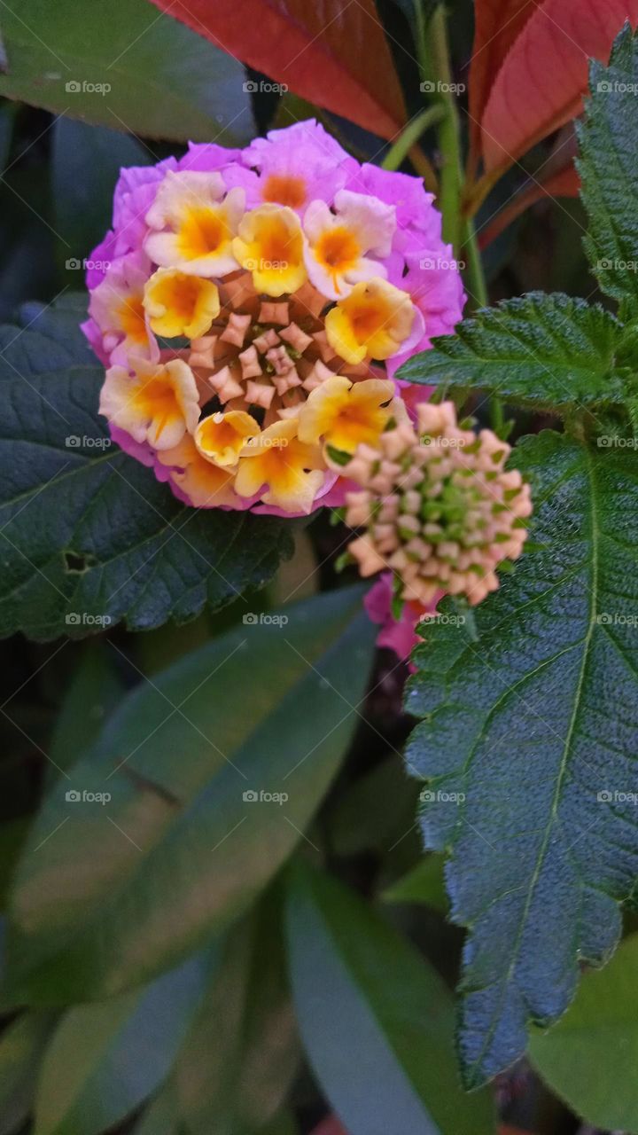 Lantana camara (common lantana) is a species of flowering plant in the verbena family (Verbenaceae), native to tropical America.