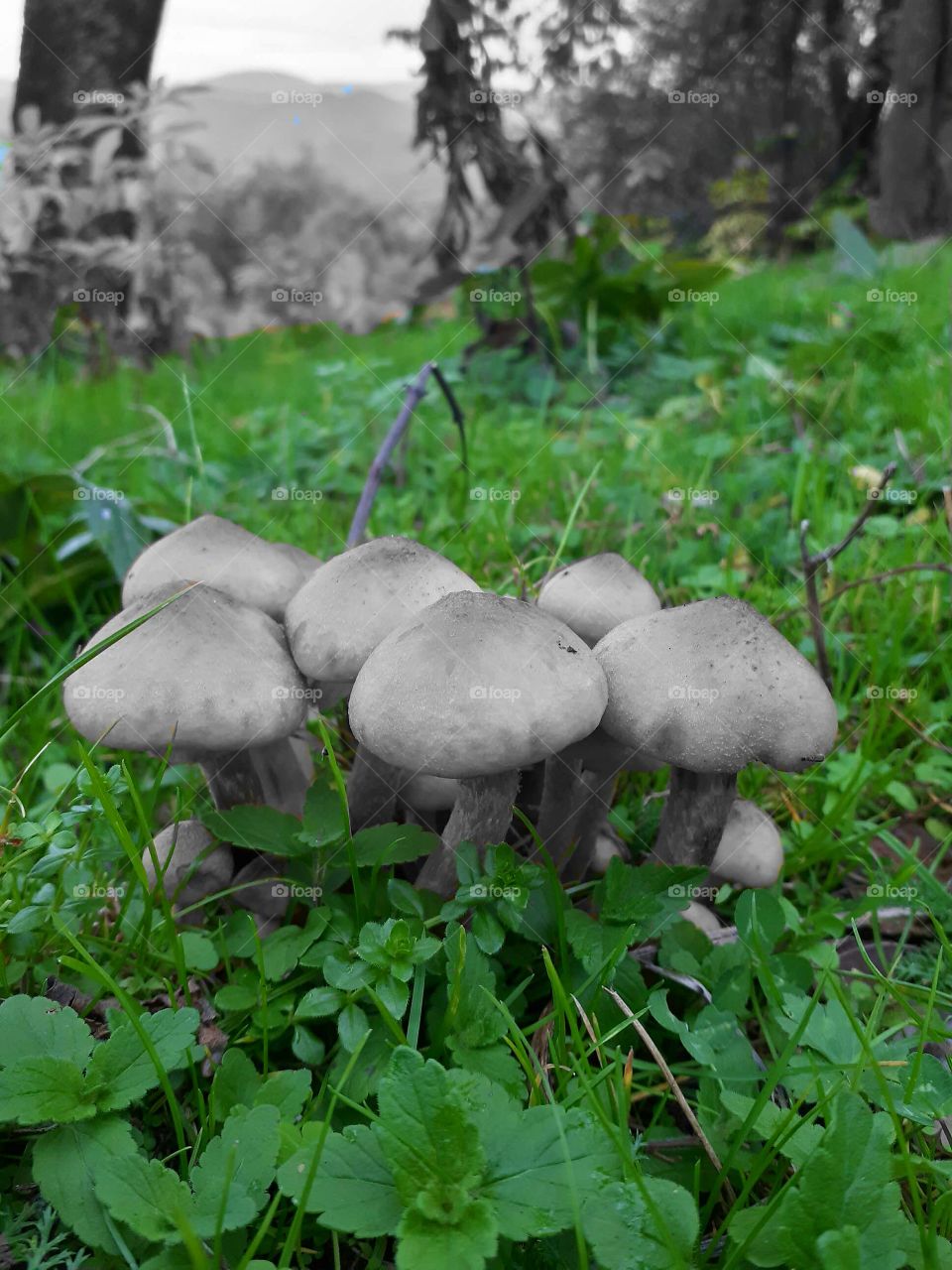 How they look like mushrooms with no color compared to green grass??