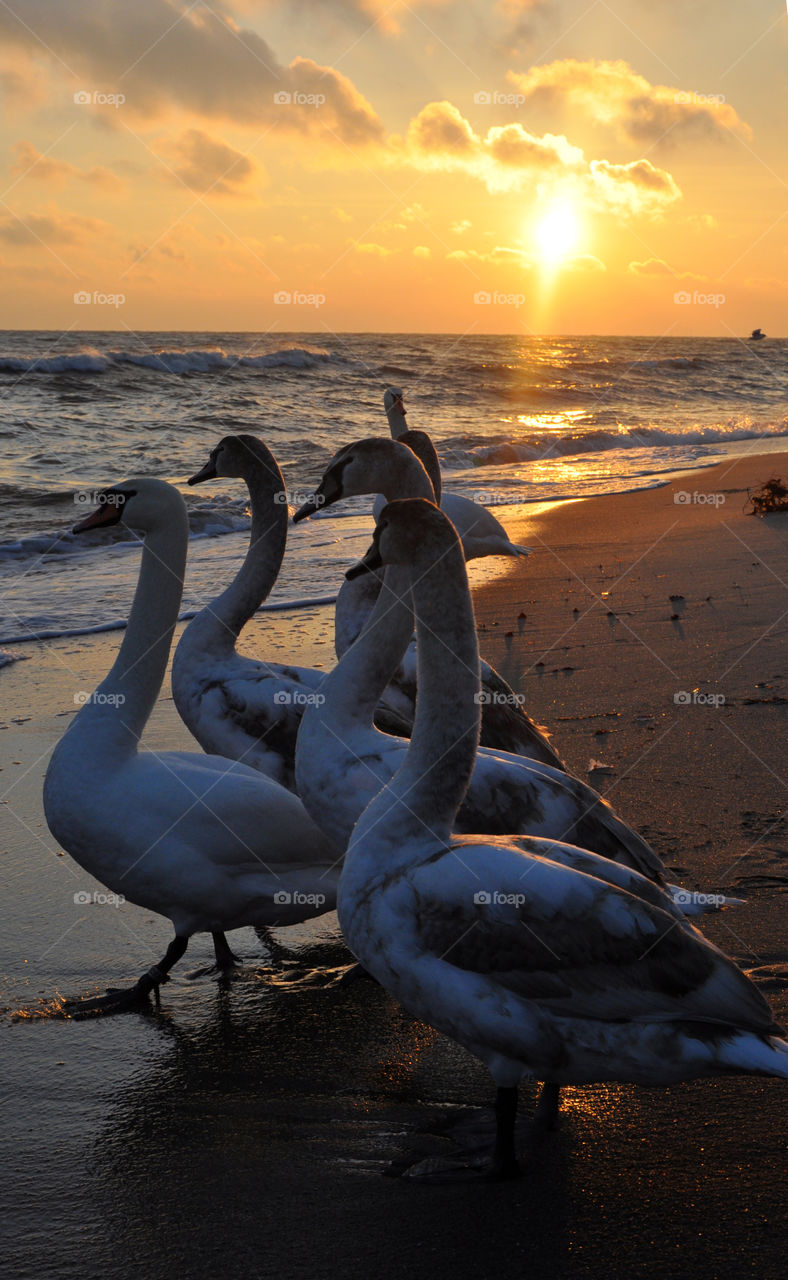 Water, Sunset, Sea, Bird, Dawn