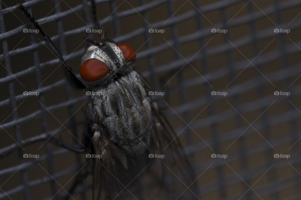 amazing macro shot of fly eyes.  close up