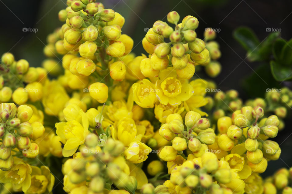 A bunch of small yellow spring flowers