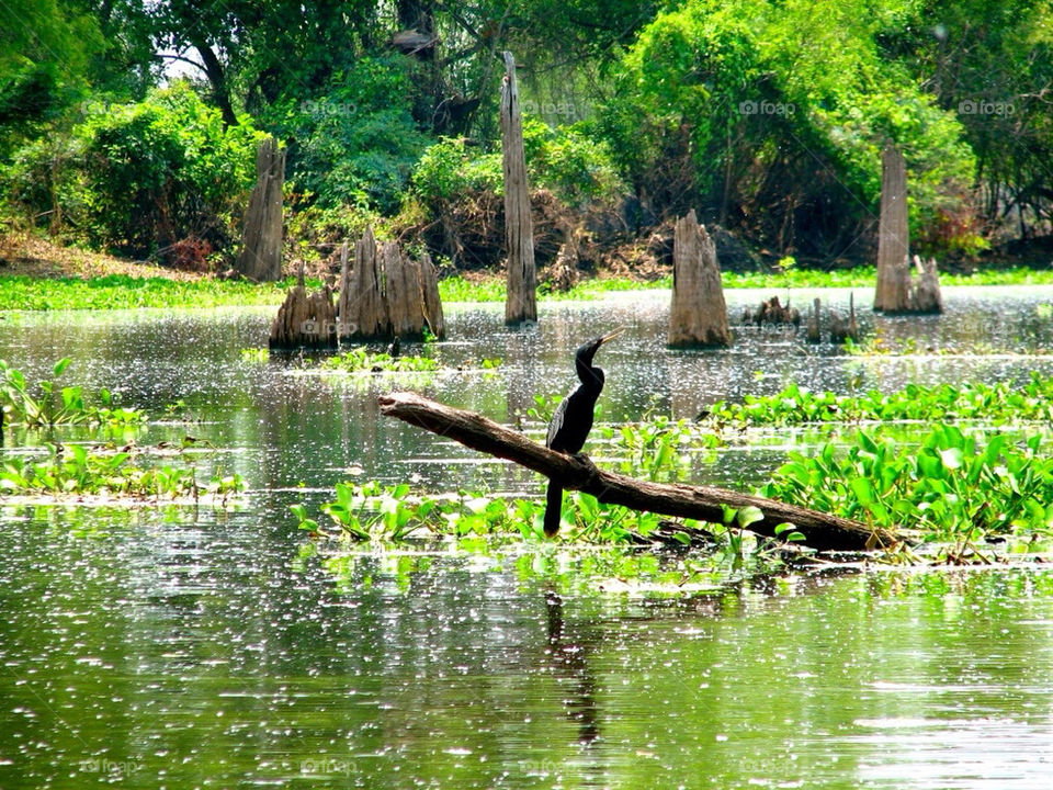 nature water bird swamp by 8mmmemory