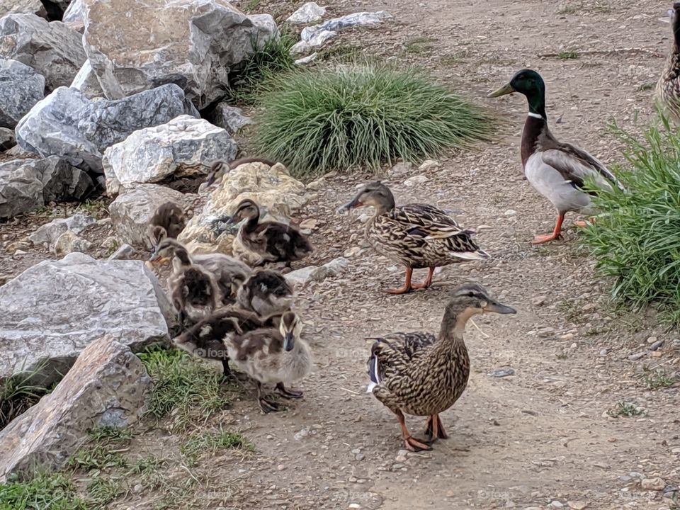 A Lake in Utah, Geese, Babies, a Mallard Duck and his wife. ©️ Copyright CM Photography