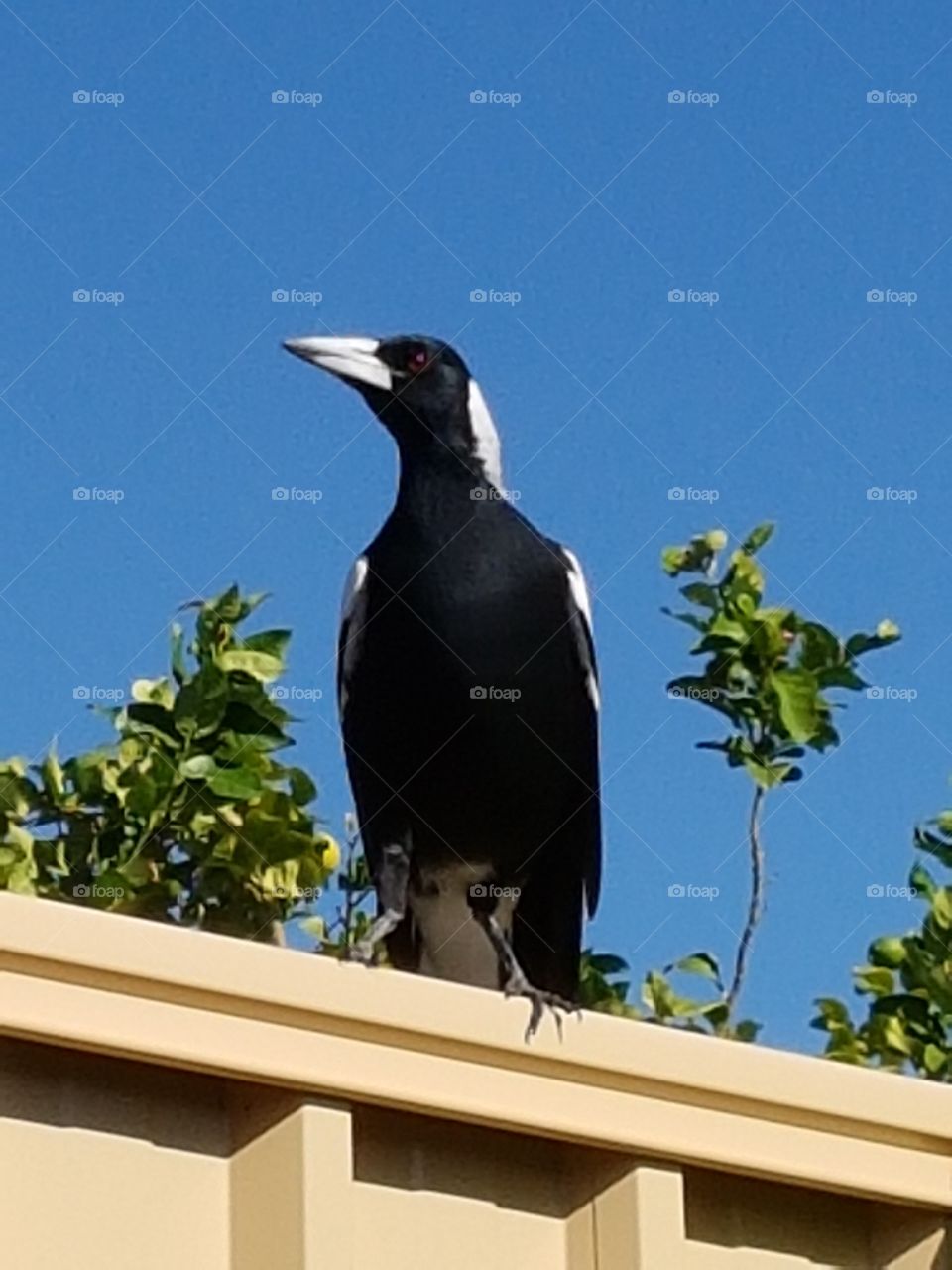 Magpie, native Australian bird