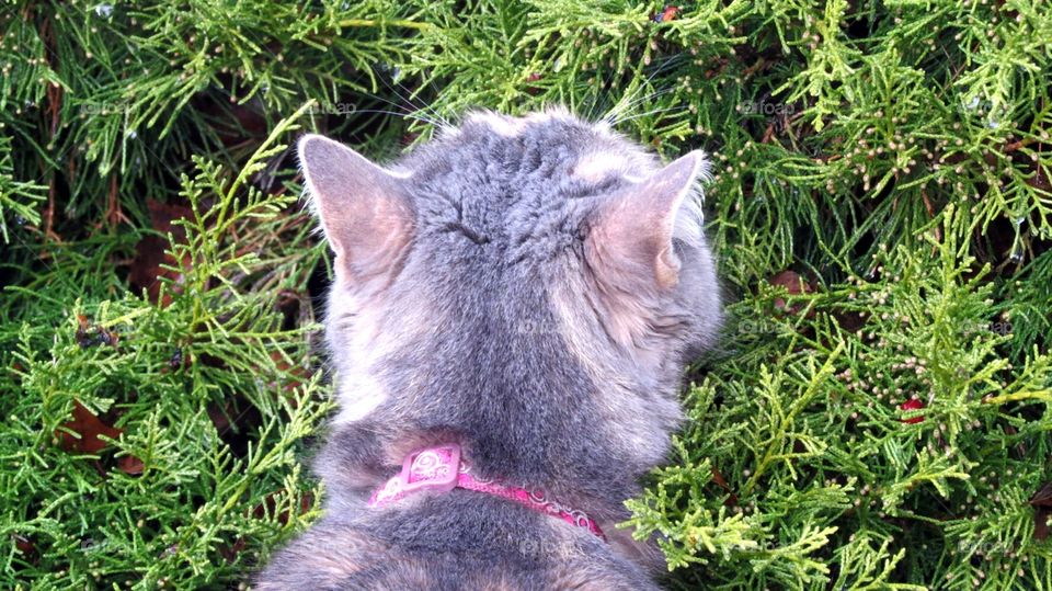 Sniffing the bush