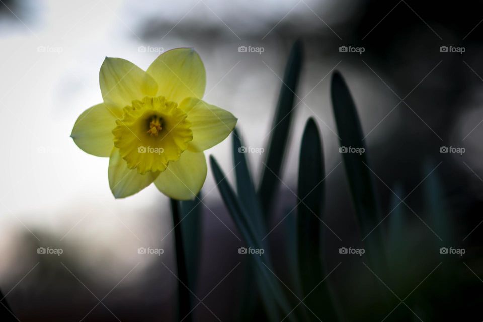 Daffodil