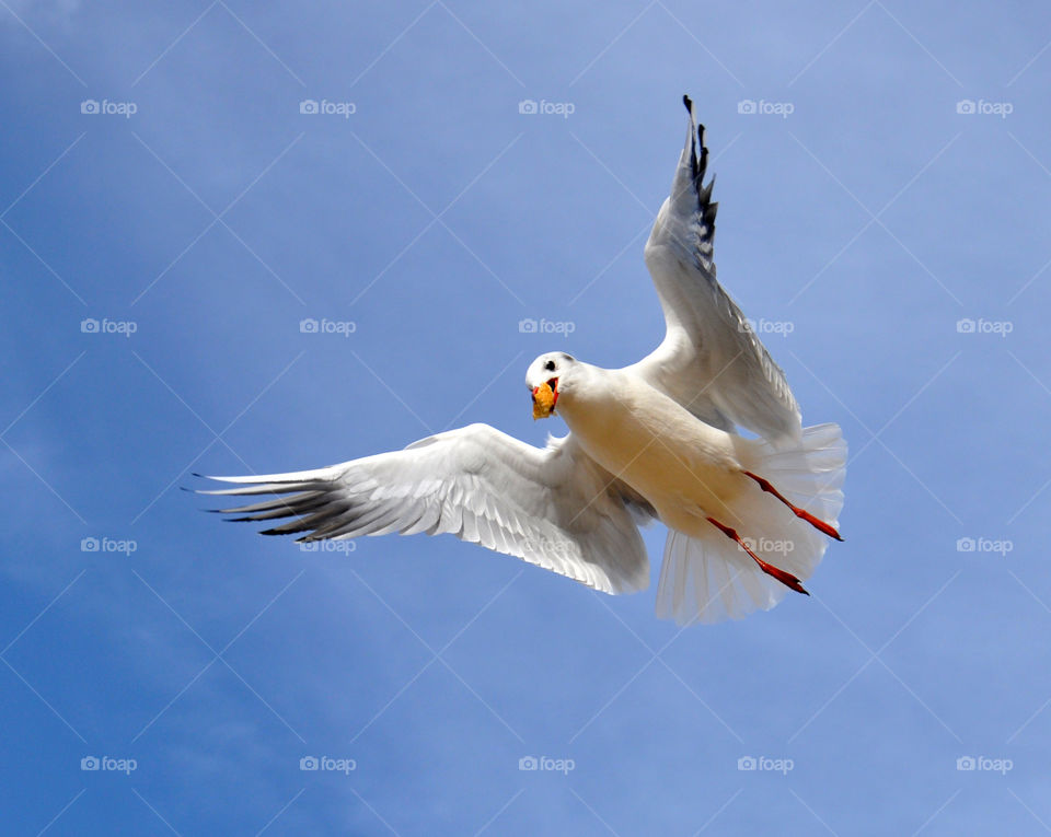 flying seagull