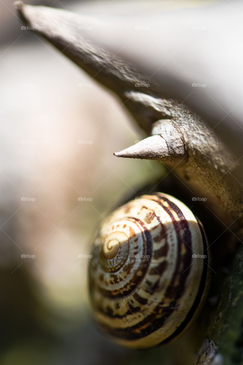 snail 