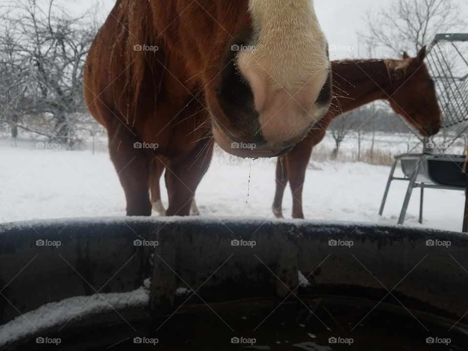 Cavalry, Mammal, No Person, Horse, Winter