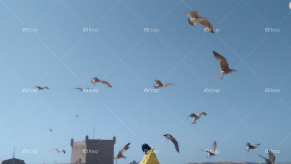 a girl wearing yellow coat looking at segulls in flight