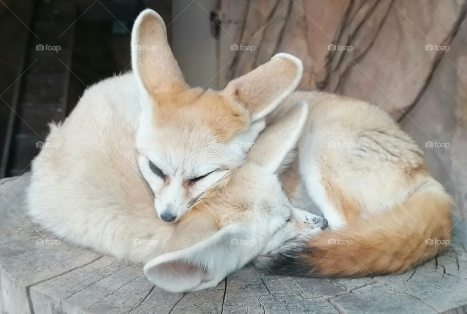 Fenech is a miniature fox with ears large relative to the body, which lives in the deserts of North Africa.