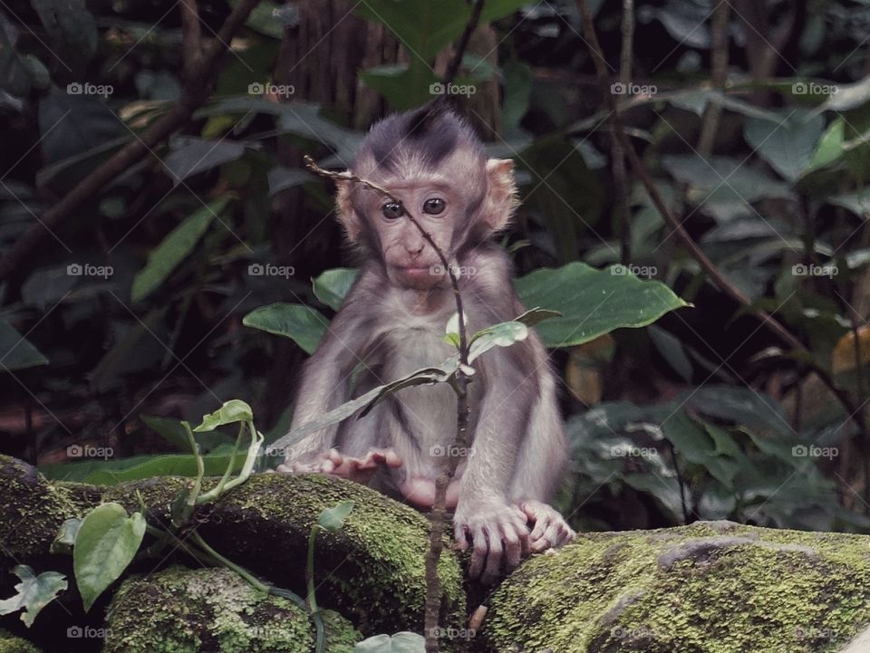 Nature, Jungle, Wood, Monkey, Mammal