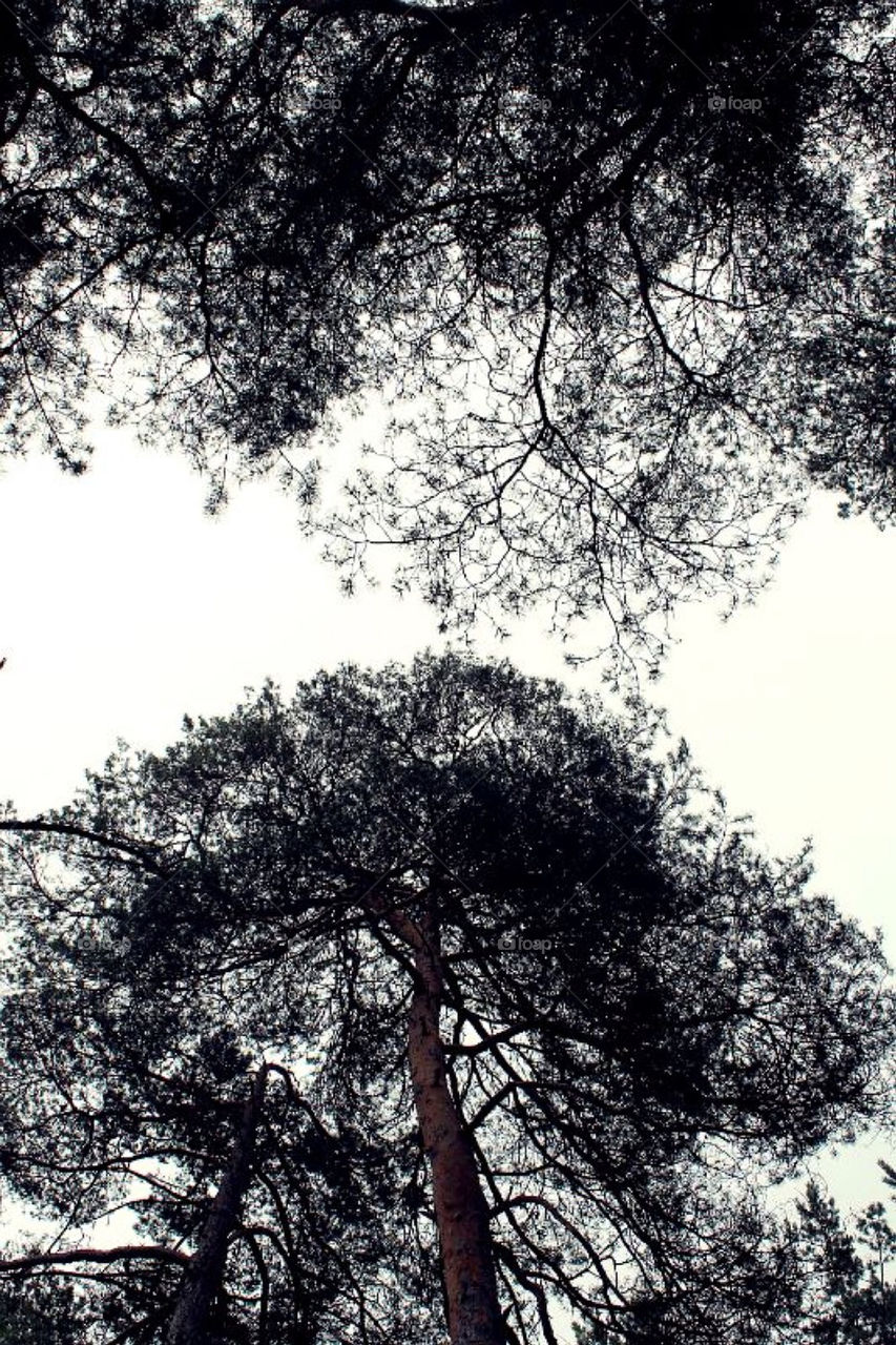 I looked up,up,up to see the sky,but  it was covered by a huge