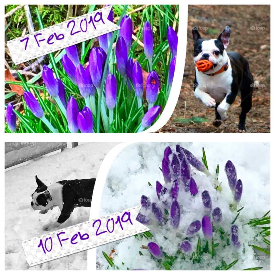 Collage of Feb photos. In three days we went from ‘spring has sprung’ to an unusual Feb snowstorm. At least unusual fo the Pacific Northwest! The shot is the same clump of purple crocuses & my pup playing in the dirt & then in the snow!!! ☀️