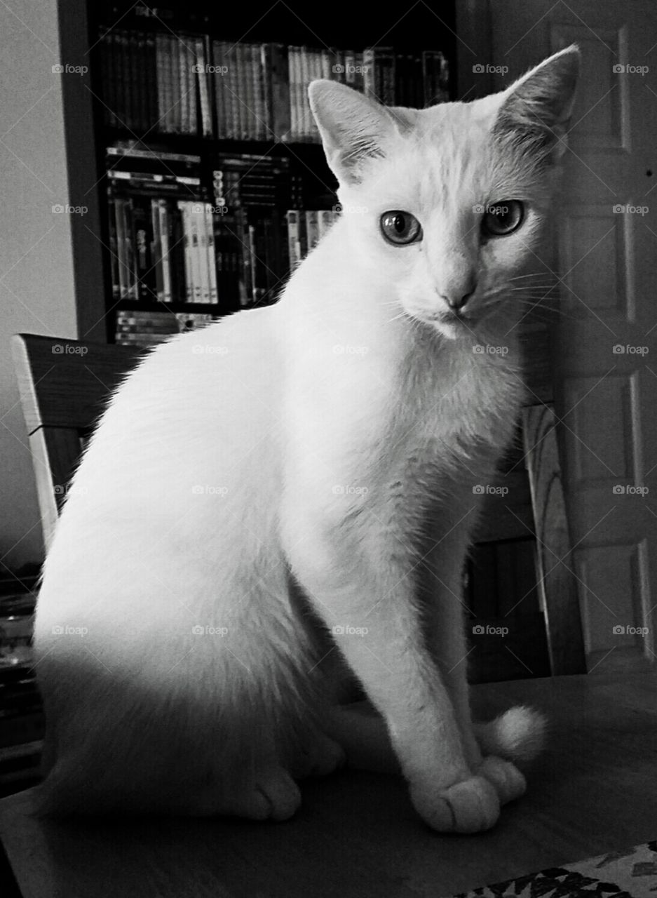 B&W of an all white cat