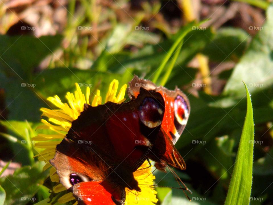 zwei Schmetterlinge auf einer Blüte