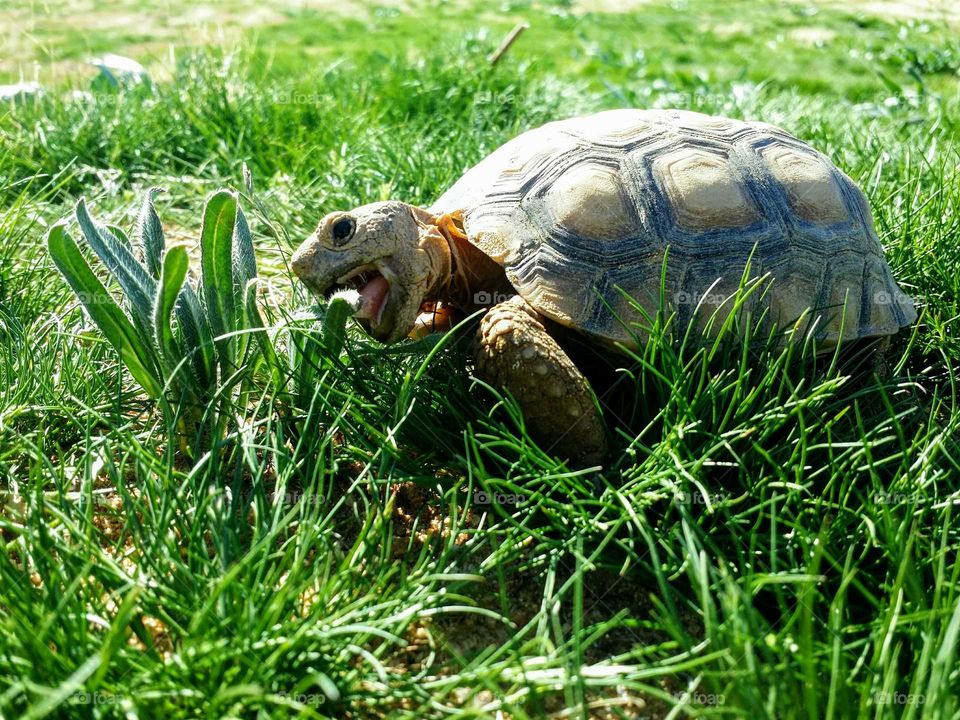Hungry Tortoise