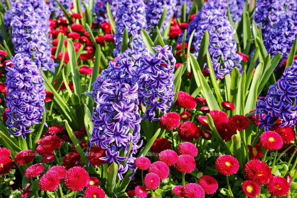 Beautiful bright purple and red flowers in the garden. Colourful floral background