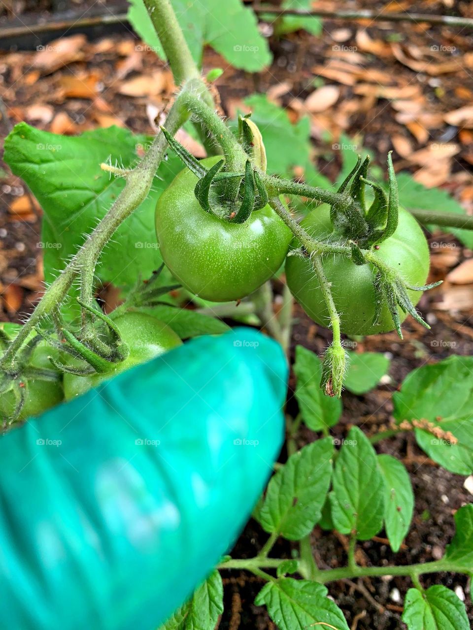 Plant Plants to Celebrate Earth Day - Green thumb gardening - Tomatoes - the fruit of your labor 🍅