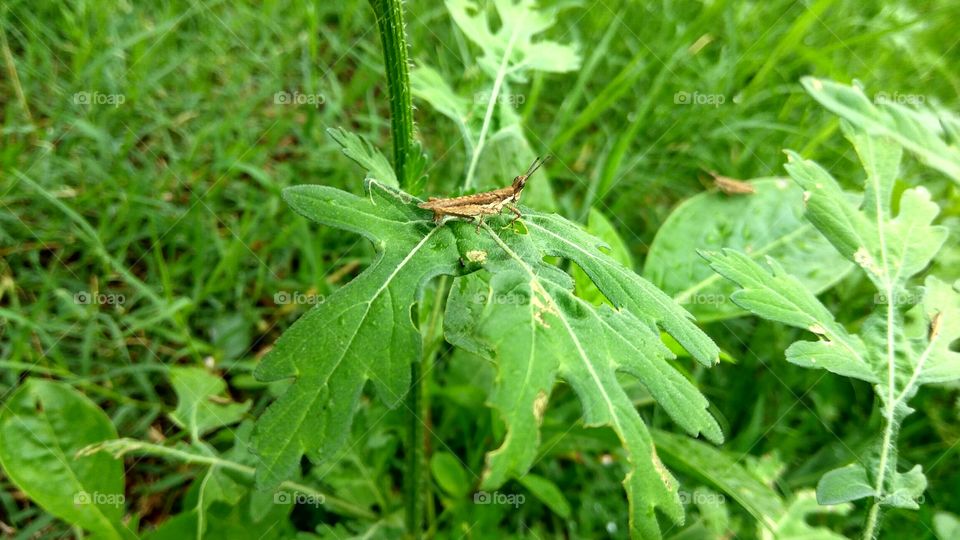 little gray colour grasshoppers in green leaf