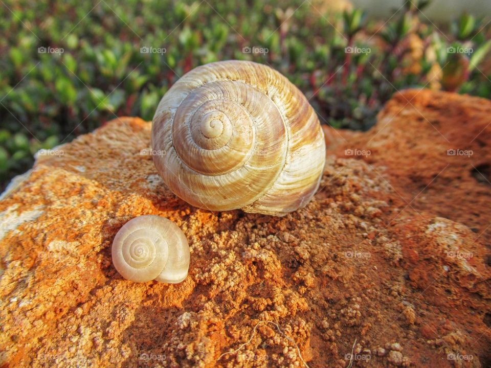 The big one and the small one. Two kinds of snail shells.