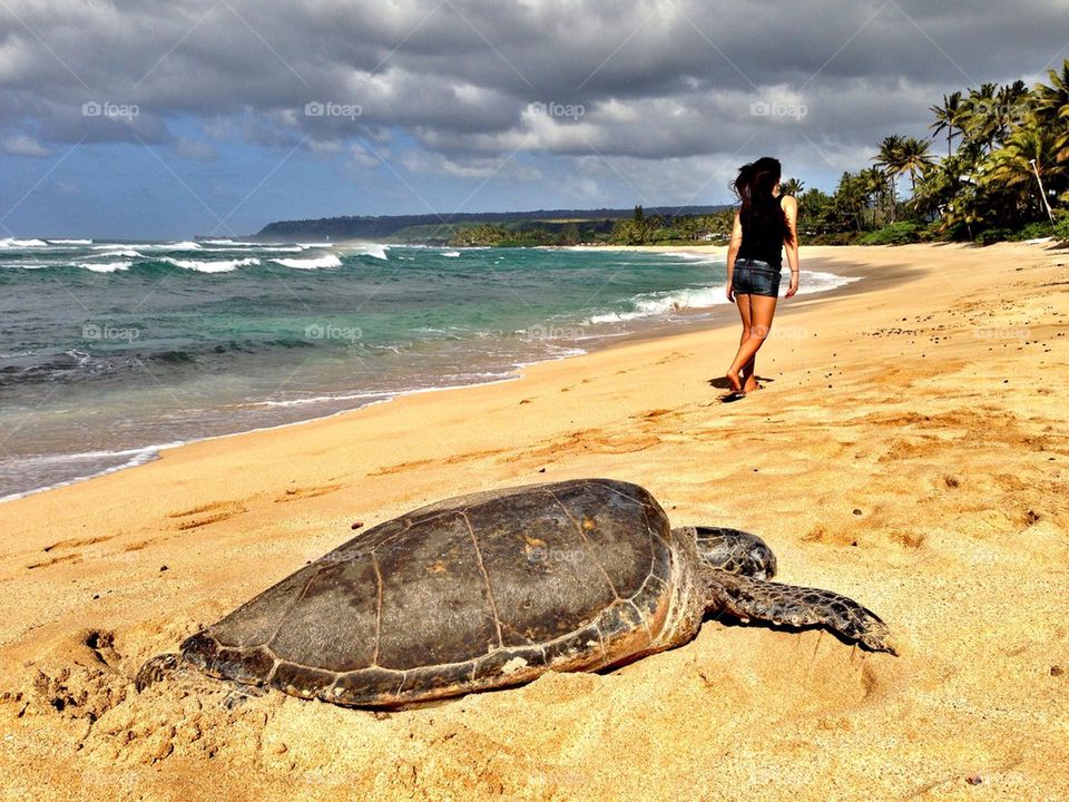 Resting turtle