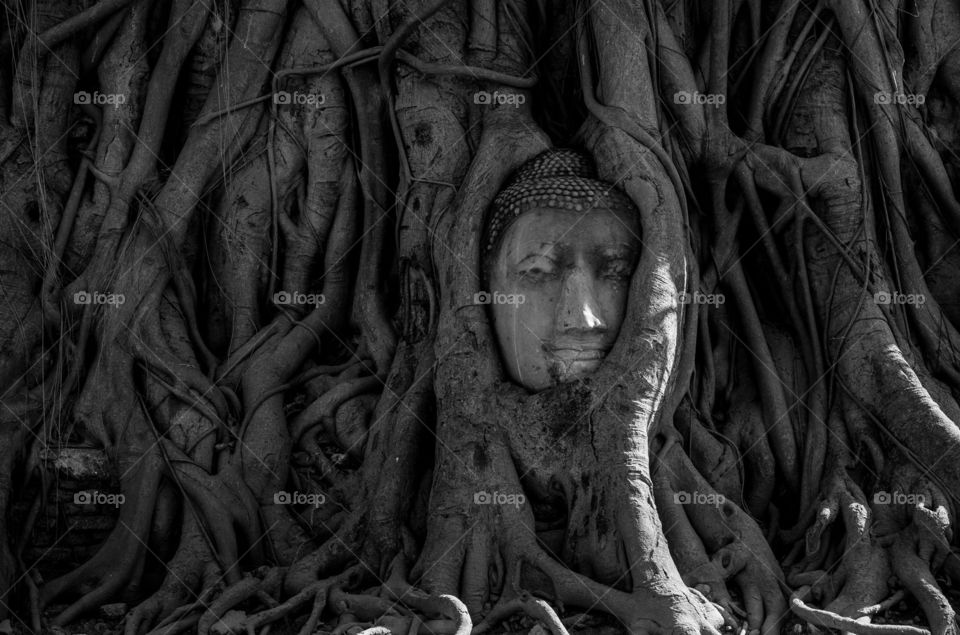 Black and white of Buddha face in the tree