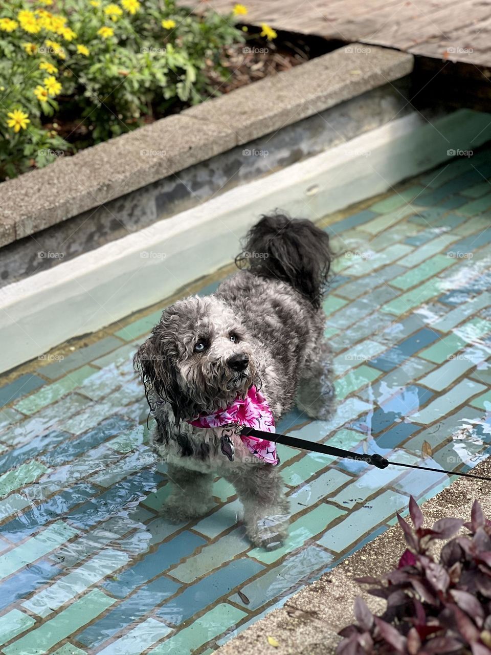 Cute poodle dog standing in the water of a fountain in a city park. She is wearing a collar, leash and a pink bandanna, looking up at her owner.