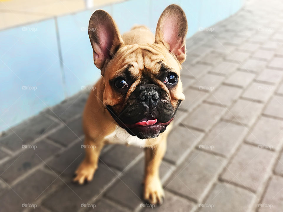 Young happy smiling french bulldog 
