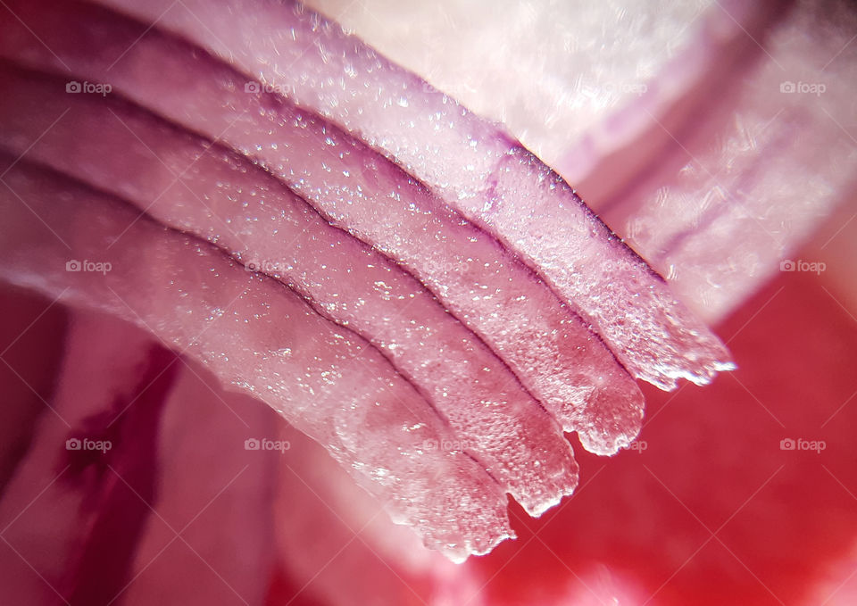 macrophoto of red onion made with phone