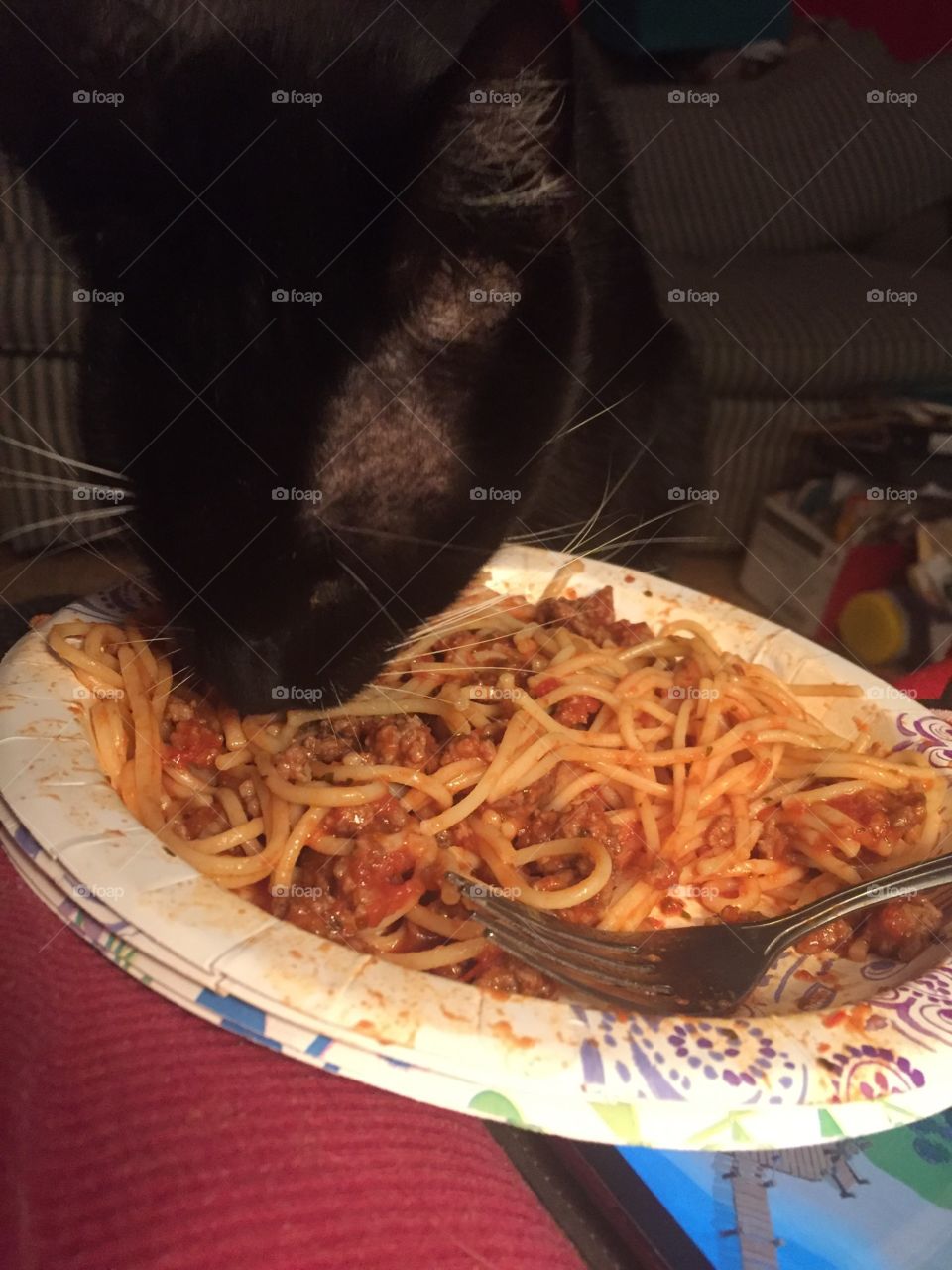 Cat eating spaghetti 