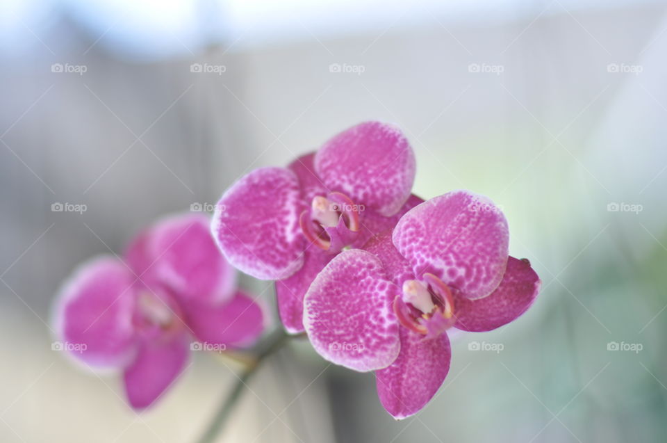 purple orchids bloom in spring