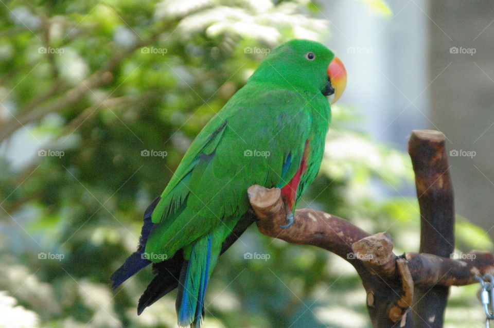 Green Parrot. Green Parrot
