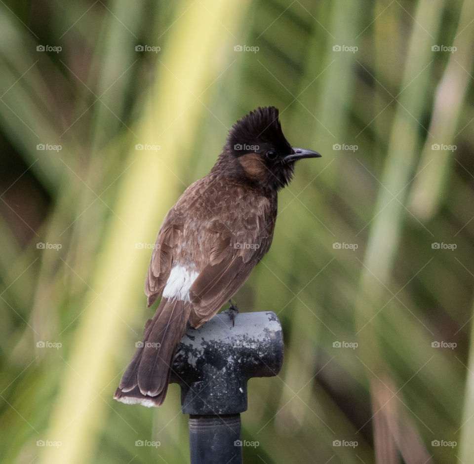 The red-vented bulbul (Pycnonotus cafer) is a member of the bulbul family of passerines. It is resident breeder across the Indian subcontinent, including Sri Lanka extending east to Burma and parts of Tibet.