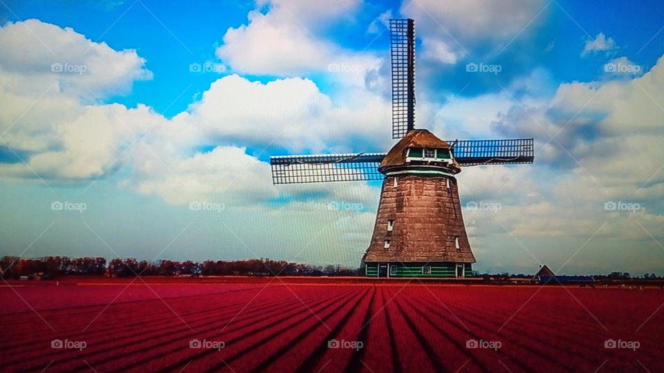 Campo de flores lindas