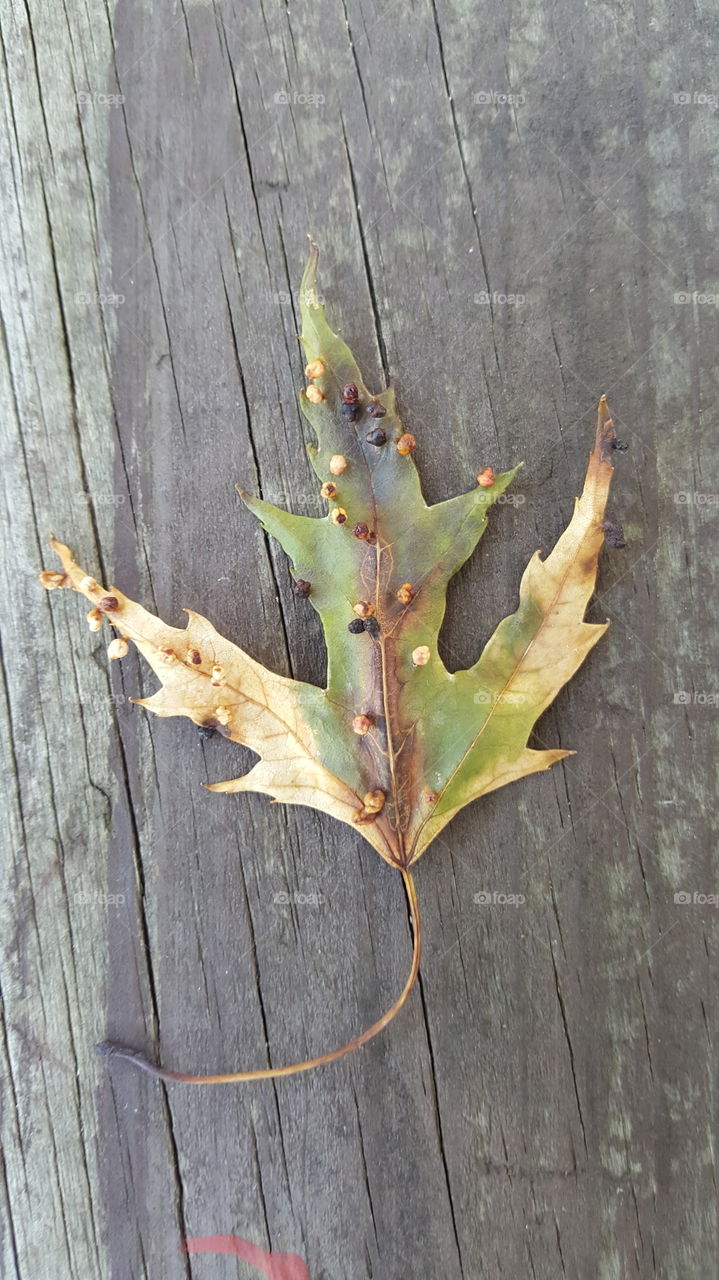 tree leaf on top of wood with a sacks on it