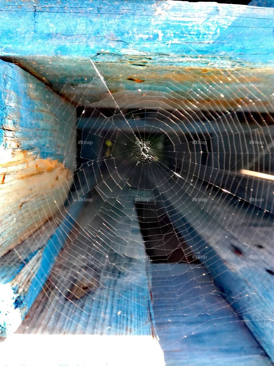 toile araignée, spider