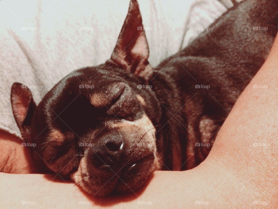 Life is Good. Chihuahua sleeping in daddy's arm.