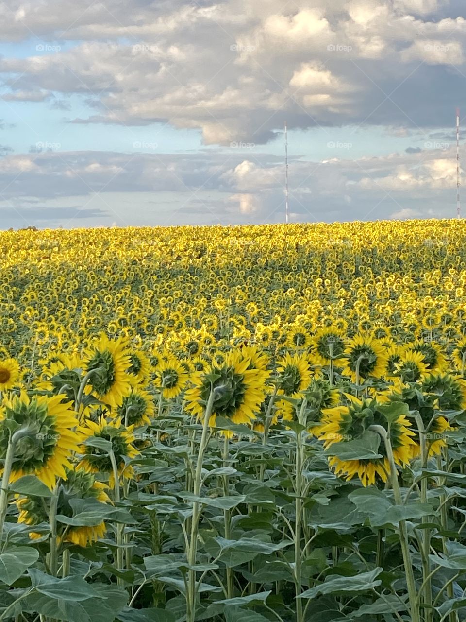 Sunflower fields in the French countryside