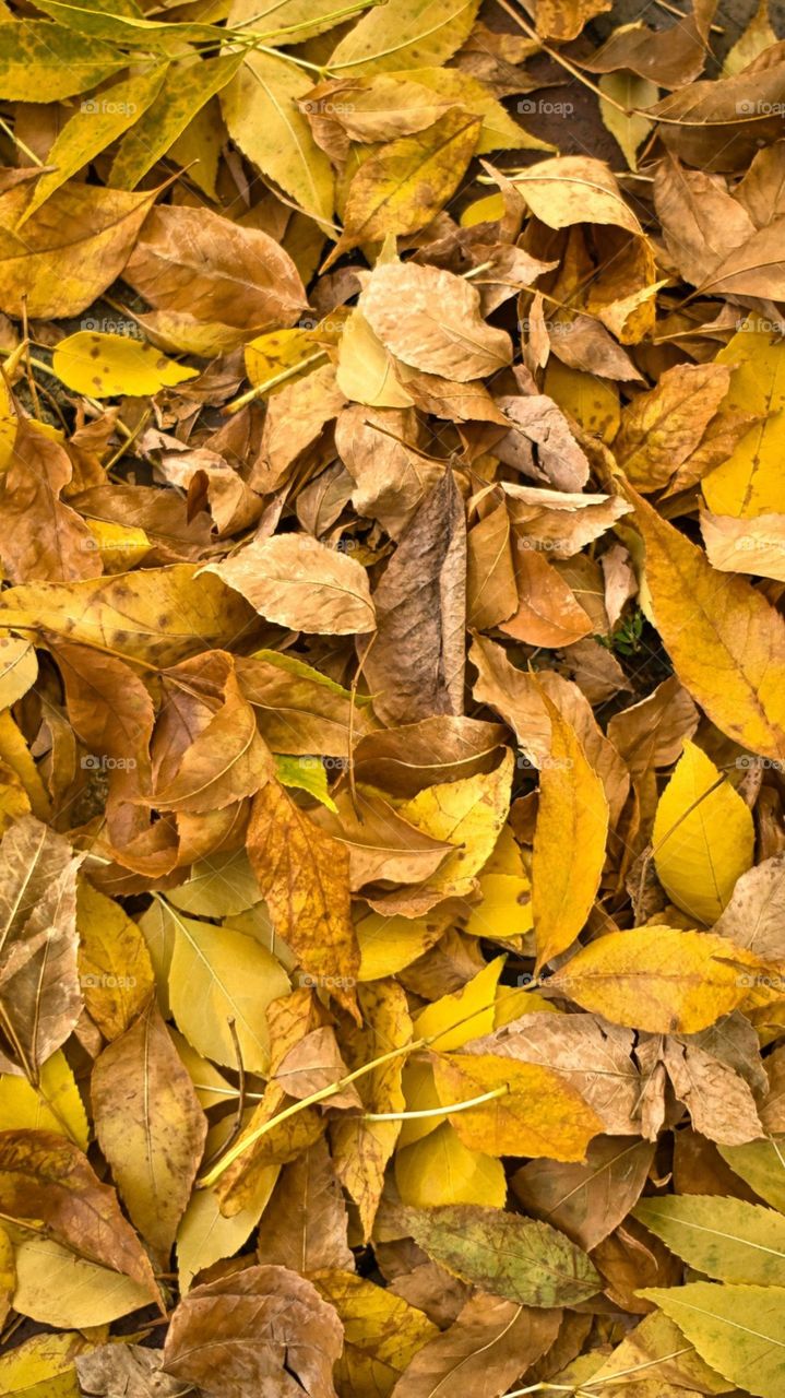 The Deadly Leaves😃😃😜