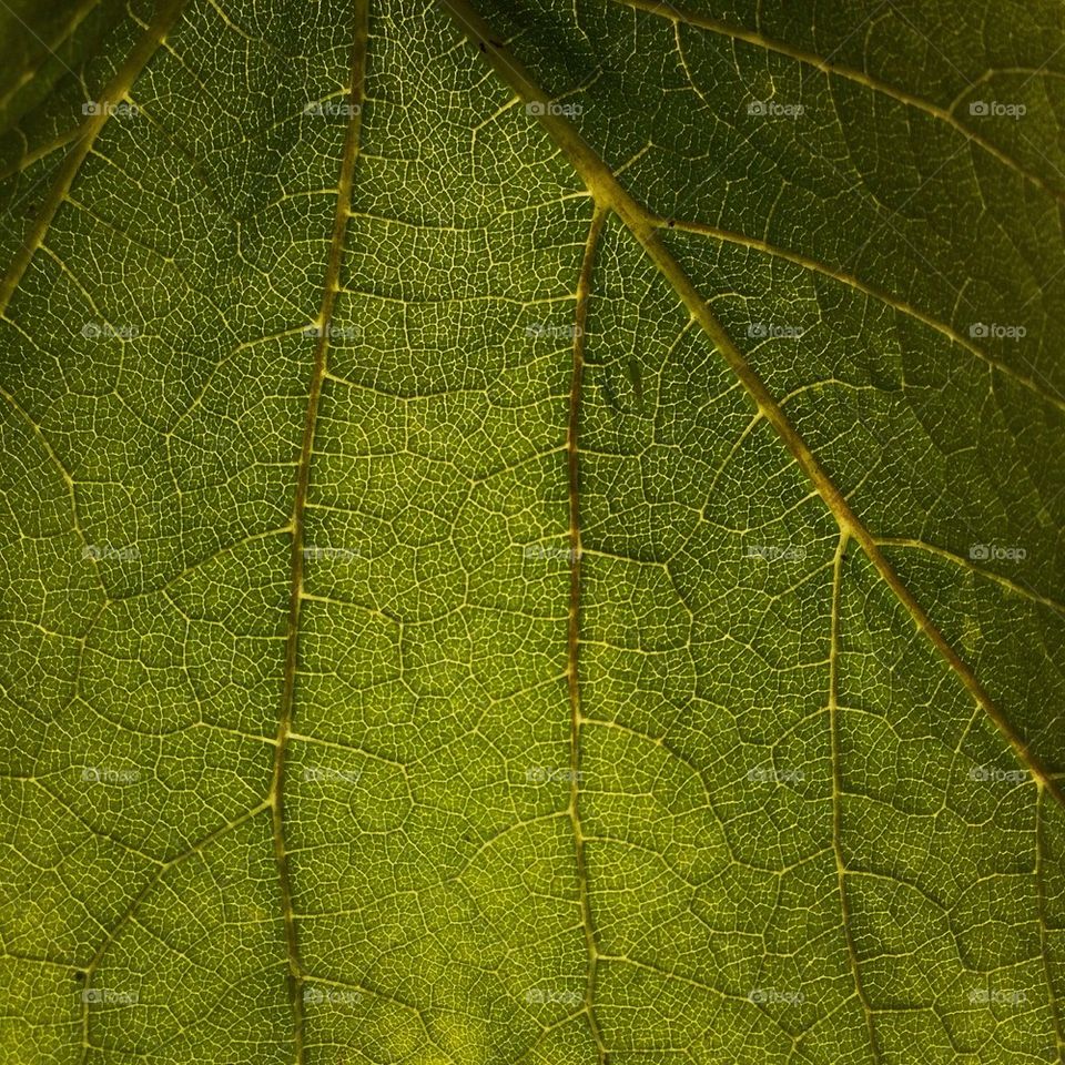 Full frame shot of leaf